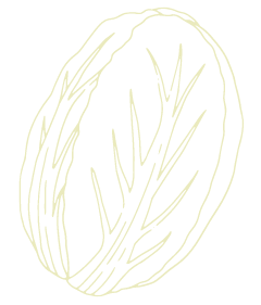 白菜のイラスト