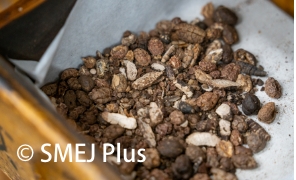 薬膳の材料の写真